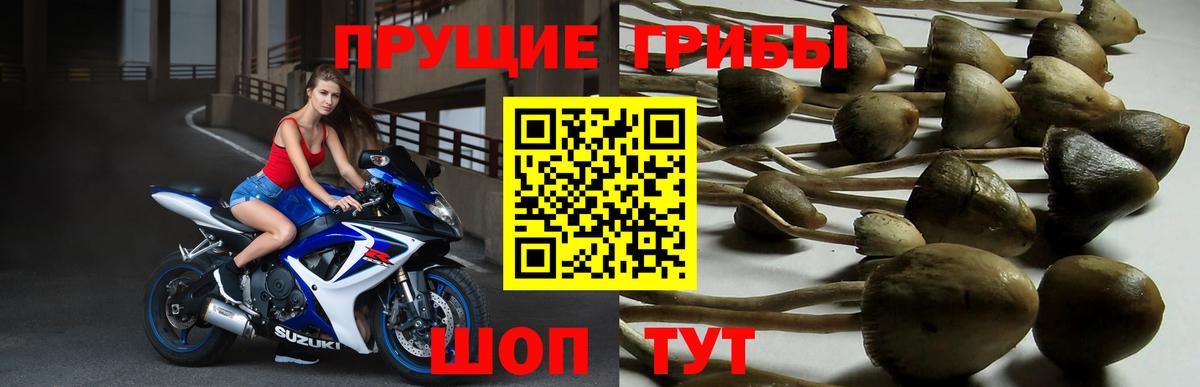 Киселёвск  Псилоцибиновые грибы GOLDEN TEACHER  Вход с VPN  Галлюциногенные грибы GOLDEN TEACHER 